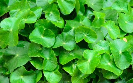 Antanan: Tanaman Liar yang Nilainya Berubah Saat Dihargai