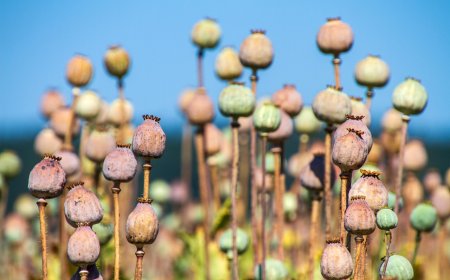Opium: Dari Obat Tradisional ke Akar Krisis Kecanduan Modern