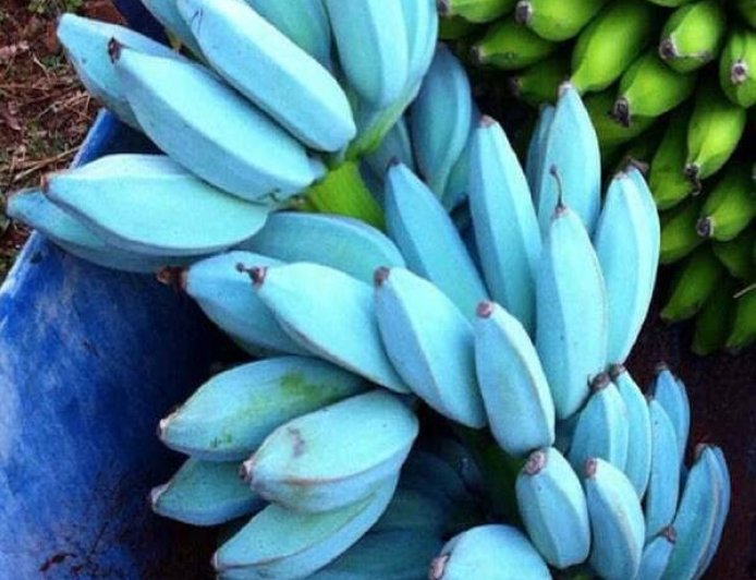 Blue Java Banana: Pisang Rasa Es Krim yang Benar-Benar Ada