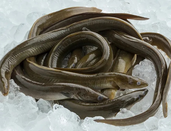 Ikan Sidat, Juara Omega-3 Dunia dari Indonesia yang Kini Terancam Punah