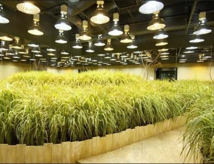 Inovasi Pertanian Jepang di Tengah Isu Krisis Beras