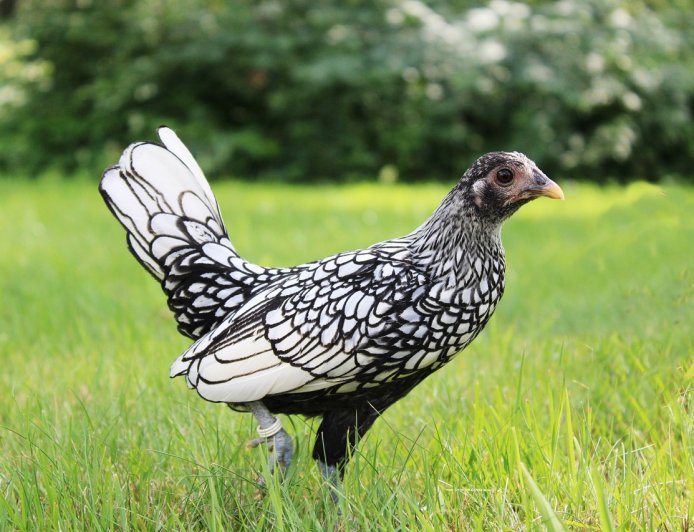 Ayam Sebright, Ayam Hias Unik dengan Pola Bulu Seperti Ilustrasi