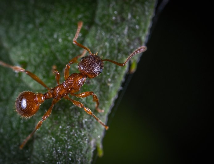 Kenapa Semut Merah Suka Menggigit, tapi Semut Hitam Jarang? Ini Penjelasan Ilmiahnya