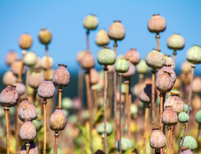 Opium: Dari Obat Tradisional ke Akar Krisis Kecanduan Modern