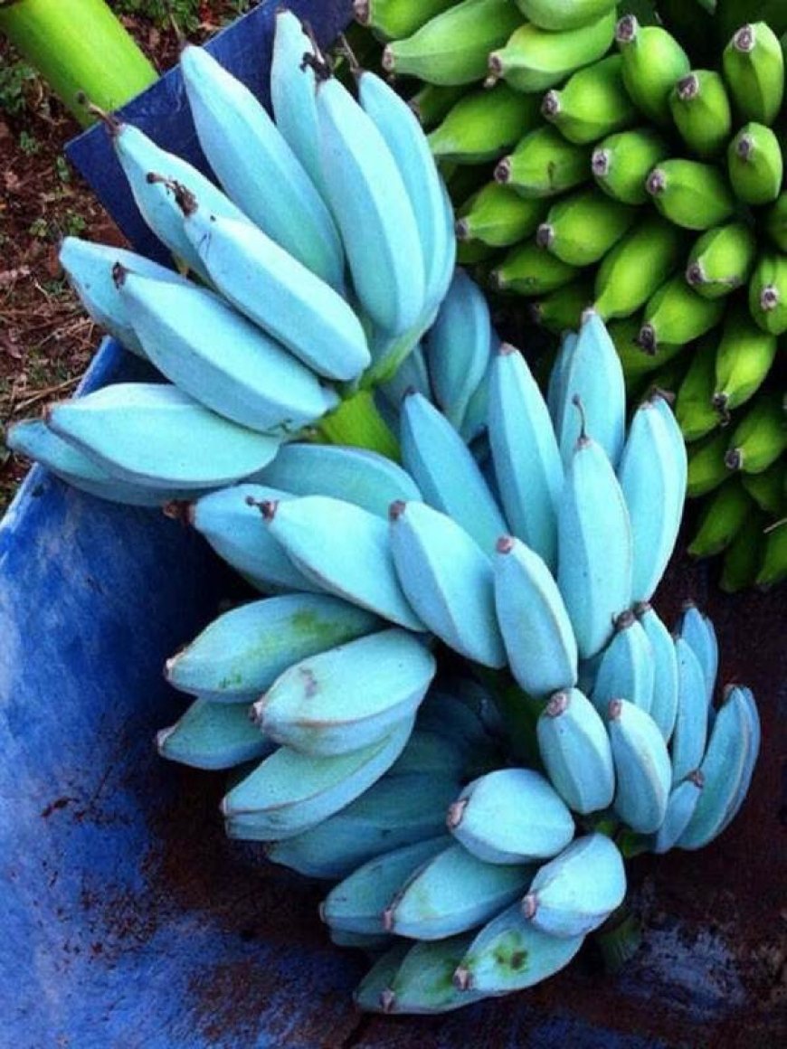 Blue Java Banana: Pisang Rasa Es Krim yang Benar-Benar Ada