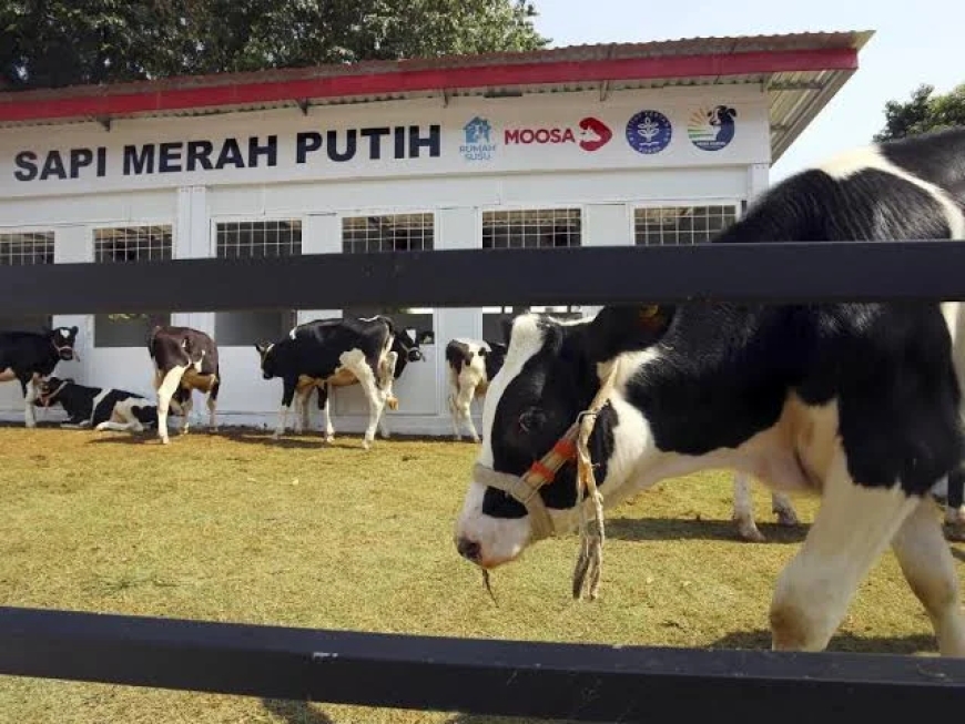 Sapi Merah Putih, Inovasi Genetik Anak Bangsa untuk Ketahanan dan Kedaulatan Pangan