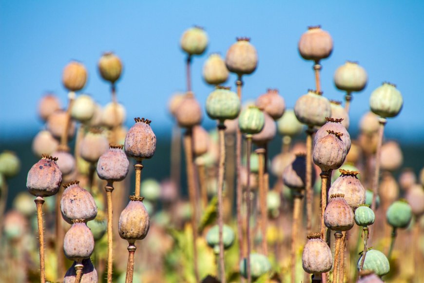 Opium: Dari Obat Tradisional ke Akar Krisis Kecanduan Modern