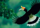 Enggang, Burung Ikonik Penjaga Hutan Asia Tenggara