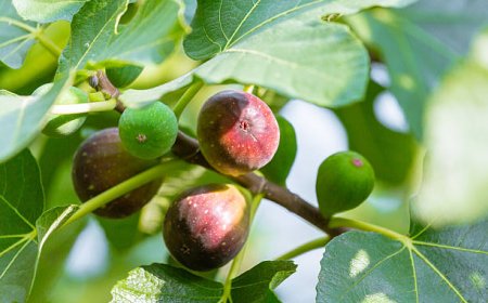 Daun Tin Semakin Diminati, Peluang Emas bagi UMKM dengan Nilai Jual Tinggi