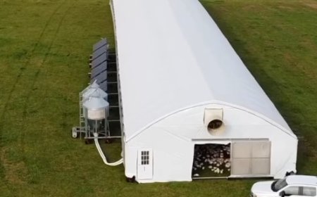 Kandang Ayam Berpindah: Inovasi Peternakan Ramah Lingkungan dari Amerika Utara