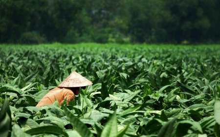 Indonesia Peringkat Keempat Eksportir Tembakau Mentah Terbesar Dunia