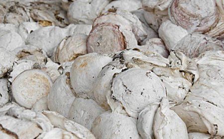 Indonesia Produsen Karet Dunia, Tapi Belum Jadi Penentu Harga