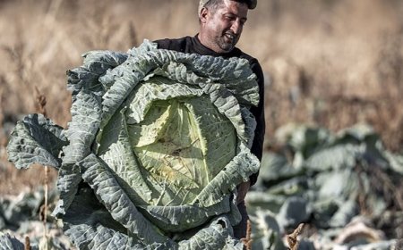 Benih Warisan Turki Buktikan Keajaiban Alam, Kubis 50 Kilogram Tumbuh Tanpa Rekayasa Genetika