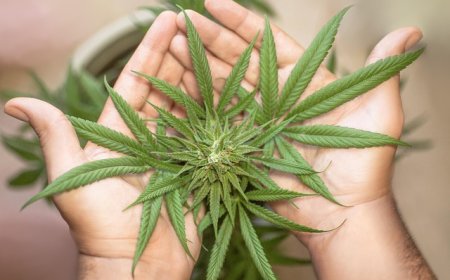 Wacana Legalisasi Ganja Medis di Sabang, Alternatif Ekonomi Pengganti Dana Otsus