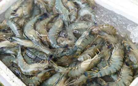 Ekspor Udang Indonesia ke AS Tumbuh Signifikan pada Kuartal III-2025