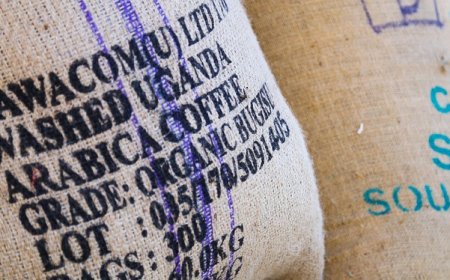 Bebas Deforestasi Jadi Syarat Baru Ekspor