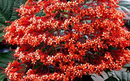 Bunga Pagoda: Cantik, Unik, dan Sarat Makna dalam Budaya Asia