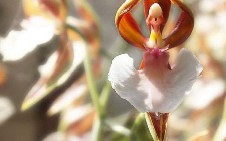 Dancing Flower: Pesona Anggrek Ballerina yang Menari di Alam