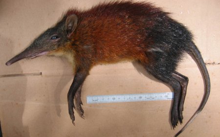 Mengenal Sengis, Si Kecil yang Masih Satu Keluarga dengan Gajah