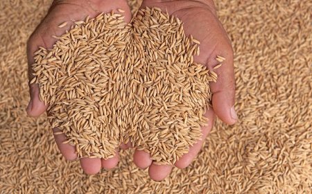 Saatnya Petani Mengambil Kendali: Menjual Gabah Mandiri demi Kedaulatan Pangan