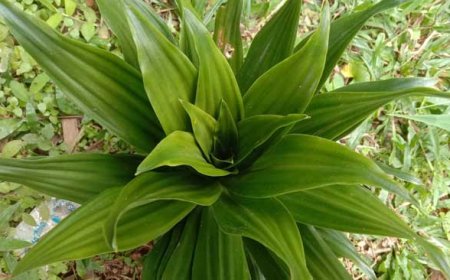 Ekspor Tanaman Hias Hanjuang, Emang Bisa? BISA!