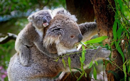 Koala dan Seni Menghemat Energi Saat Mencari Pasangan