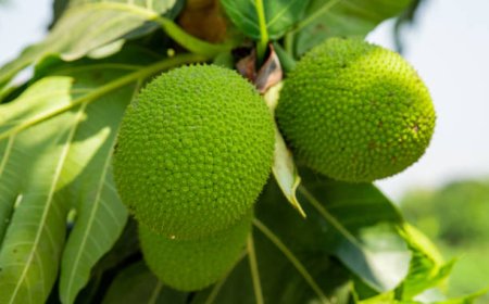 Sebelum Gandum Diimpor, Roti Kita Tumbuh di Halaman