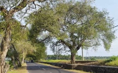 Mengapa Belanda Memilih Pohon Asem Jawa untuk Tata Kota?