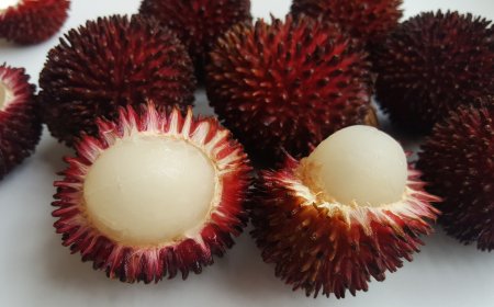 Buah Pulasan, Si “Saudara Dekat” Rambutan yang Mulai Terlupakan