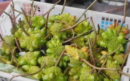 Buah Ninin, Si Langka dari Pegunungan Kalimantan