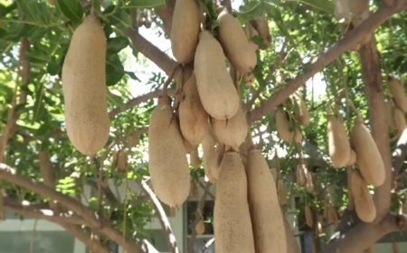 Manfaat, Kandungan, dan Fakta Buah Kunto Bimo yang Jarang Diketahui