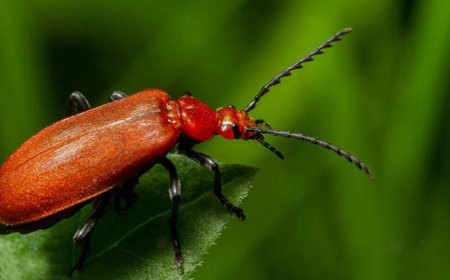 Dari Batang Pohon ke Permen: Perjalanan Resin Serangga Bernama Shellac