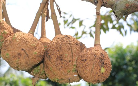 Durian Gundul dari Lombok: Unik Tanpa Duri, Rasa Tetap Juara