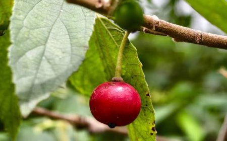 Buah Kersen yang Sering Diabaikan, Ternyata Berpotensi Membantu Mengontrol Diabetes