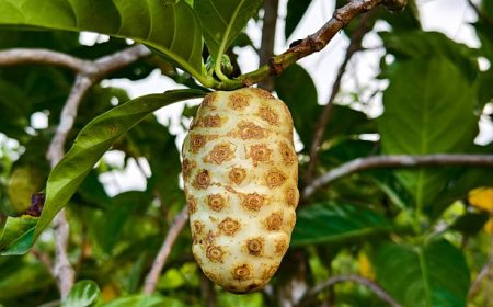 Buah Mengkudu: Baunya Menusuk, Khasiatnya Dewa