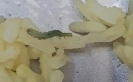 Program Makan Bergizi Gratis di Kamal Bangkalan Disorot, Ditemukan Ulat di Sayur Daun Singkong