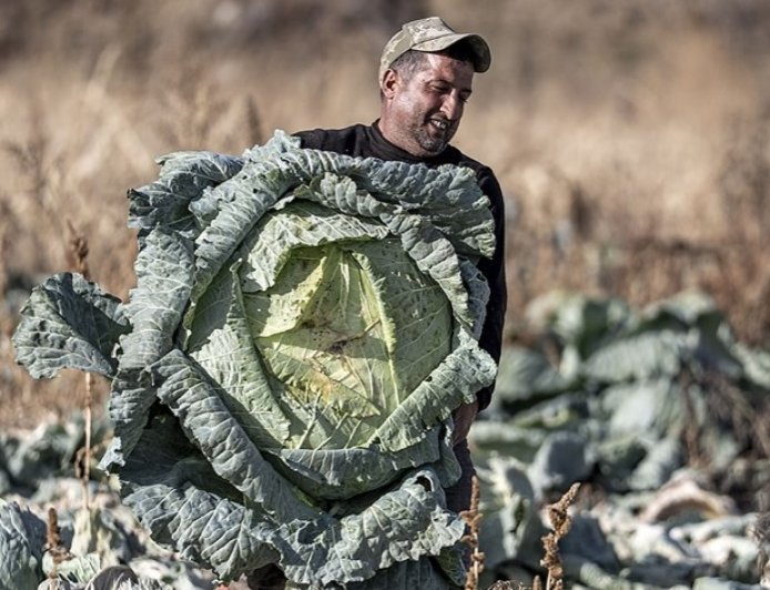 Benih Warisan Turki Buktikan Keajaiban Alam, Kubis 50 Kilogram Tumbuh Tanpa Rekayasa Genetika