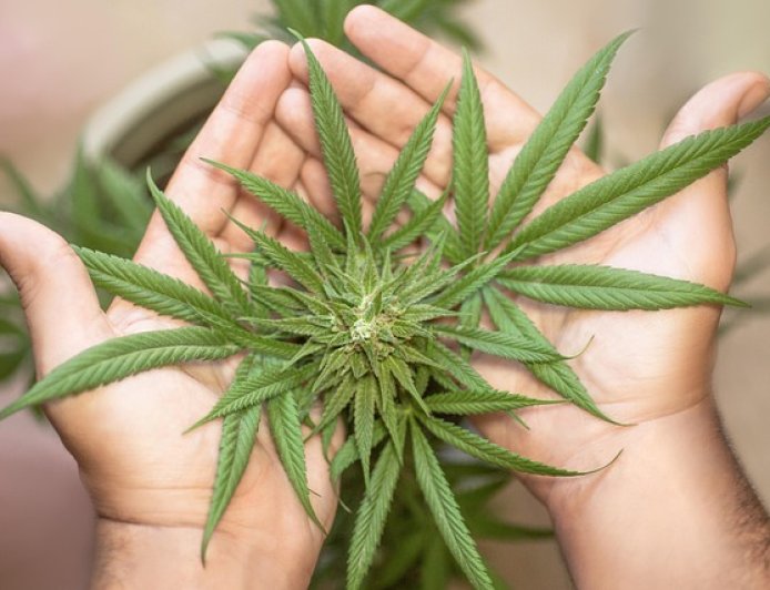 Wacana Legalisasi Ganja Medis di Sabang, Alternatif Ekonomi Pengganti Dana Otsus