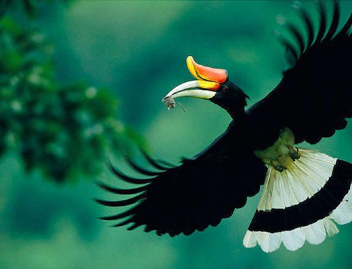 Enggang, Burung Ikonik Penjaga Hutan Asia Tenggara