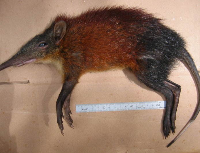 Mengenal Sengis, Si Kecil yang Masih Satu Keluarga dengan Gajah