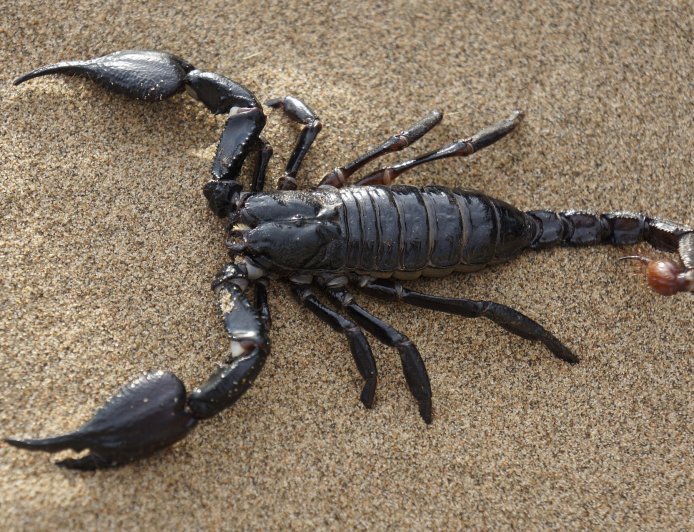 Kalajengking, Makhluk Tangguh yang Menyimpan Misteri Alam