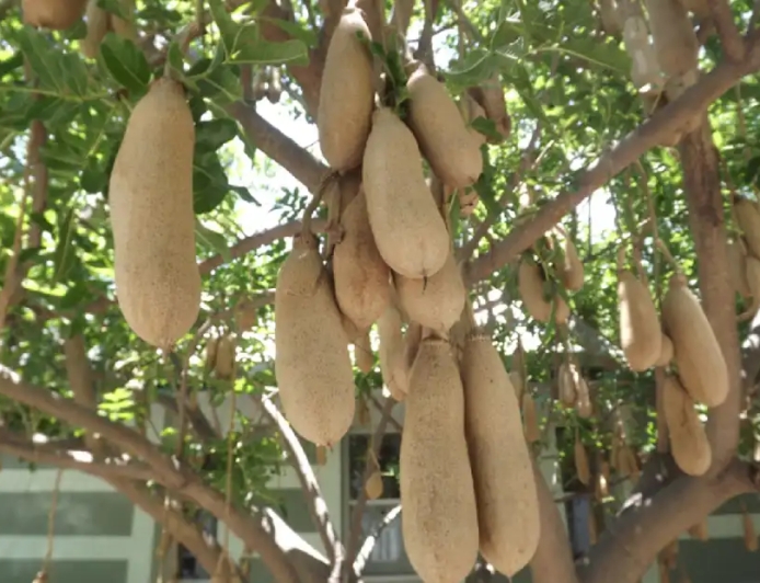 Manfaat, Kandungan, dan Fakta Buah Kunto Bimo yang Jarang Diketahui