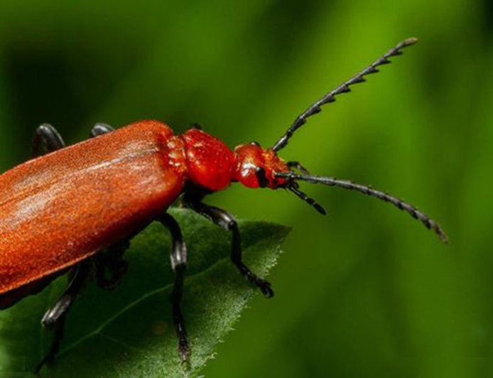 Dari Batang Pohon ke Permen: Perjalanan Resin Serangga Bernama Shellac