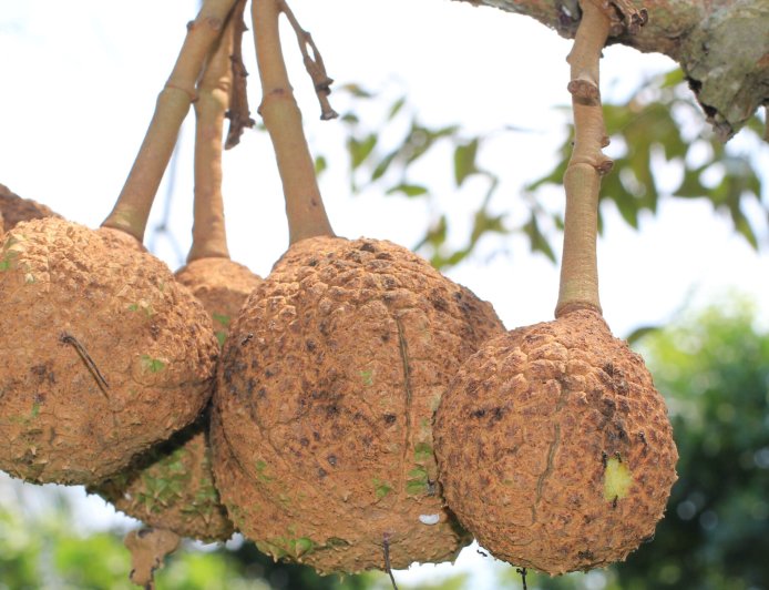 Durian Gundul dari Lombok: Unik Tanpa Duri, Rasa Tetap Juara