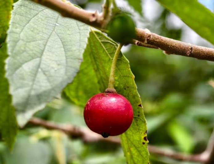 Buah Kersen yang Sering Diabaikan, Ternyata Berpotensi Membantu Mengontrol Diabetes