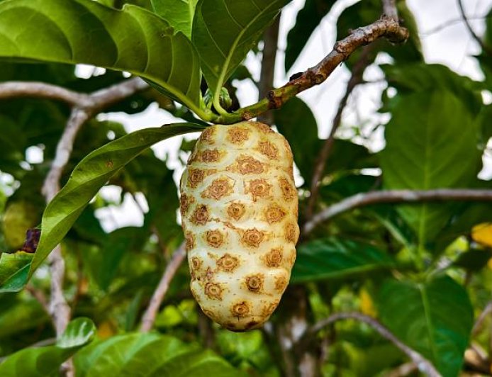 Buah Mengkudu: Baunya Menusuk, Khasiatnya Dewa