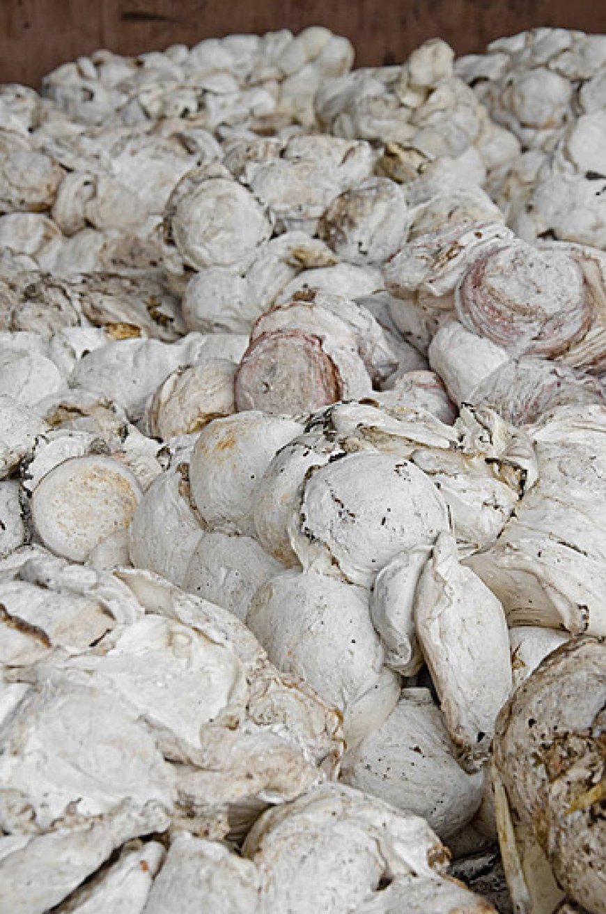 Indonesia Produsen Karet Dunia, Tapi Belum Jadi Penentu Harga