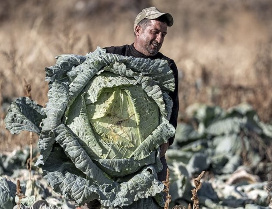 Benih Warisan Turki Buktikan Keajaiban Alam, Kubis 50 Kilogram Tumbuh Tanpa Rekayasa Genetika