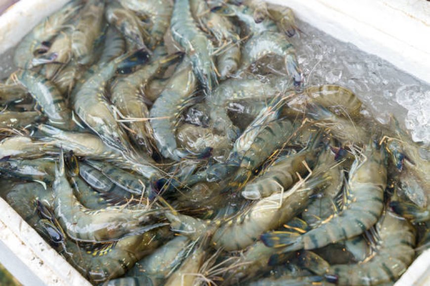Ekspor Udang Indonesia ke AS Tumbuh Signifikan pada Kuartal III-2025