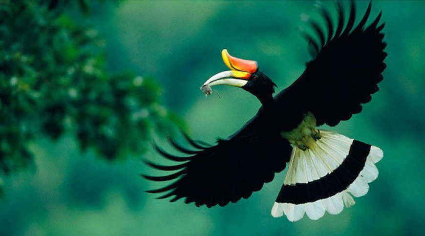 Enggang, Burung Ikonik Penjaga Hutan Asia Tenggara